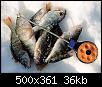     . 

:	fishs.jpg 
:	988 
:	36.3  
ID:	3267