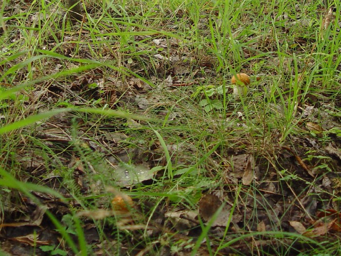 tiny_mushrooms_in_grass