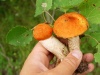mushrooms_behind_matchanglers