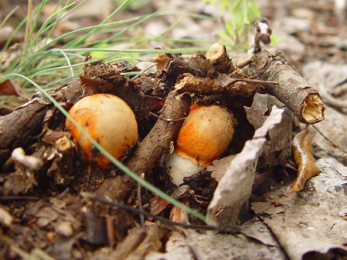 tiny_mushrooms