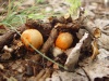 tiny_mushrooms
